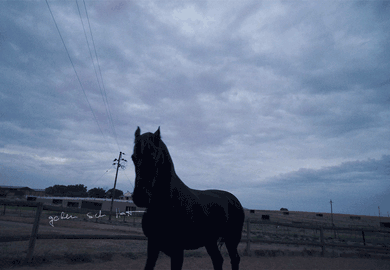 004-Pferd-Loop